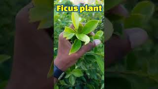 #shorts | Ficus plant air layering Tips | Propagate Ficus plant in summer | Ficus plant care |