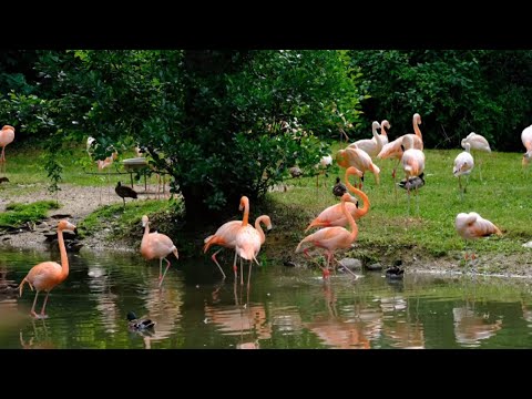 Nature Birds Discovery | Forest Discovery | Relaxation music