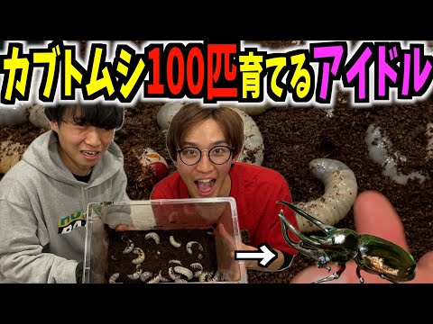 【閲覧注意】コーカサスオオカブトが爆産みした幼虫がとんでもないことに…！#クワカブの部屋