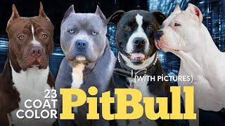 Pitbull Colors: 23 Coat Color Variations Explained (With Pictures)