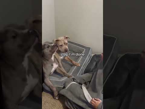 Papa is protective #dog #shortsviral #amercianbully #viralvideos #puppy #shorts