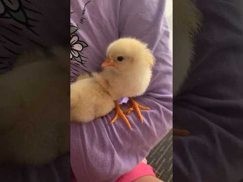 BABY CHICKS FOR KIDS🐥 Learn about BABY CHICKENS for children #shorts #kidsshorts #educationalshorts