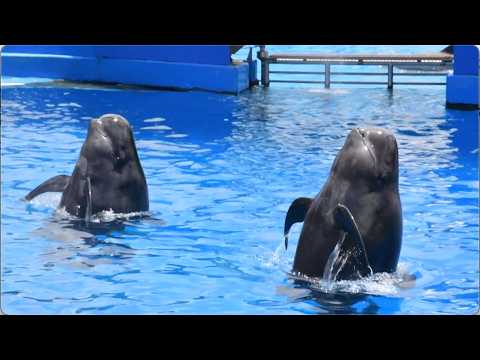 Whale & Dolphin Adventures (Full Show) - SeaWorld San Diego - June 13, 2024