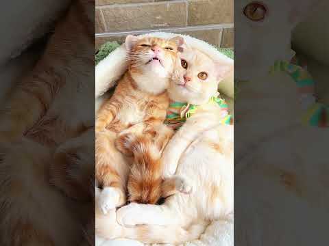 私たちは毎日ぺちゃくちゃしゃべるのが好きな、かわいいニャンコちゃんのペアですWe are a pair of adorable kittens who love to babble every day