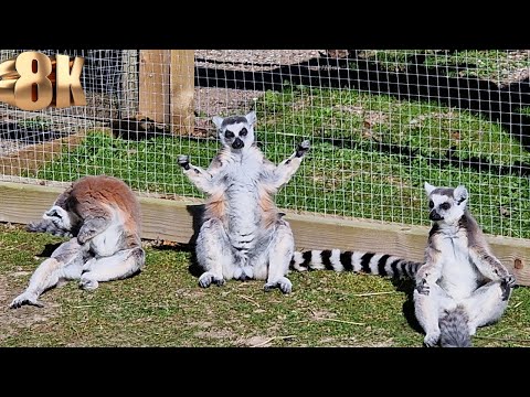 8K Lemur Posing for Picture - Best Pose for Picture at Blair Drummond Safari Park