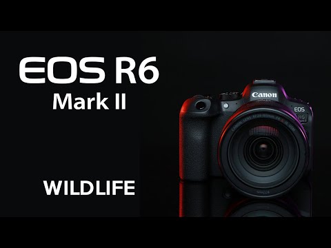 The Canon EOS R6 Mark II: Getting Started with Wildlife