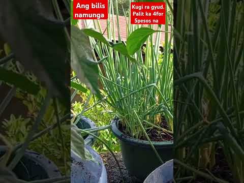 Pagmay  pagtamnan ka Gawin mo#satisying #garden #smallgarden #chiliplants