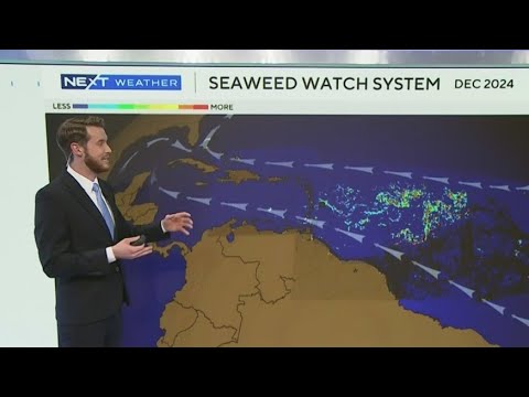 Florida to experience a seaweed invasion?