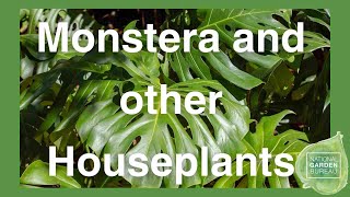 Ask the Experts about Year of Monstera: A Beginner's Guide to This and More Stunning Houseplants!