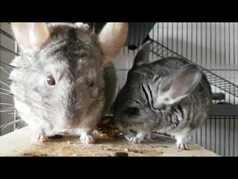 Martha the 1 month old Chinchilla