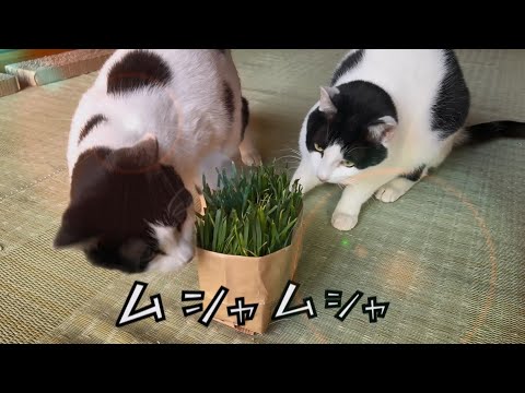 [Compilation] “The cats are taking a nap” and “I love cat grass” #Cute #Cat #Vlog