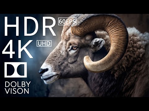 BIG ANIMALS - 4K (60FPS) ULTRA HD - With Nature Sounds (Colorfully Dynamic)