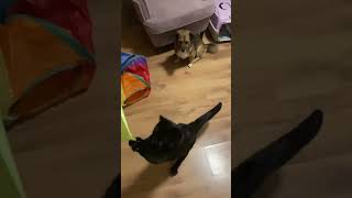 Funny black cat catching a tape #cat #cats #blackcat #blackcatsrule #shorts