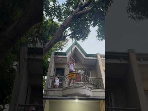 Picking fresh mango in Manila #manila #philippines #mango