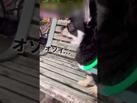 お兄ちゃんおかえりー。遅いよー#shorts #チワワ #chihuahua #犬 #dog #pets #funnydogs #お出迎え