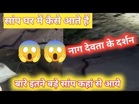 घर में घुसा सांप / इतने बड़े सांप कहां से आयें / नाग देवता Danger Sanke YouTube