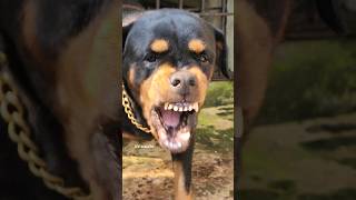 dog barking loudly fight #viral #dog #angrydog #rottweiler #angrypuppy #cutepet #puppy #angry #dog