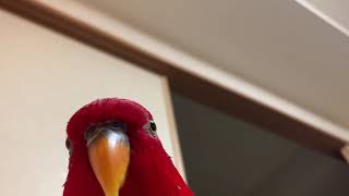 Red birb "GUMI" wuewuewuewuewue.....staring .