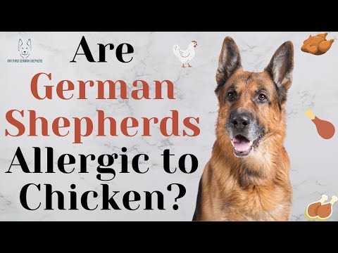 Are German Shepherds Allergic to Chicken?