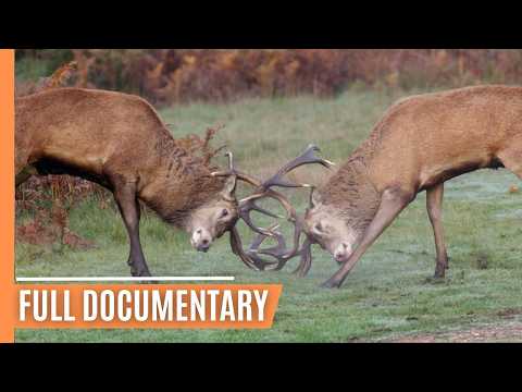 Survival Stories from Nature - Wildlife's Adaptation Journey | Full Documentary