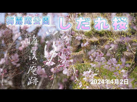 梅露庵公園のしだれ桜 2024年4月2日