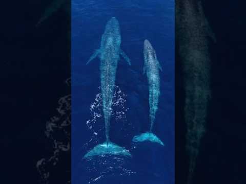 The Largest Creatures To Ever Exist On Earth || Blue Whale || #whale #ocean #sea #trending #shorts