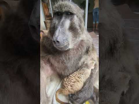 a Baboon hugging a Meerkat?! 🤗