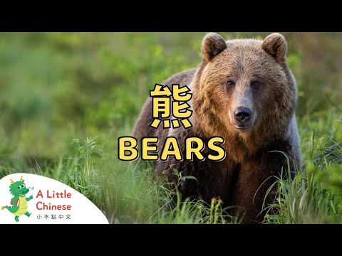 All about Bears in Mandarin Chinese | 熊 | Educational Video For Kids in Chinese