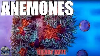 ROCK FLOWER Anemones - Care, Feeding & Compatibility - Hilary Jaffe