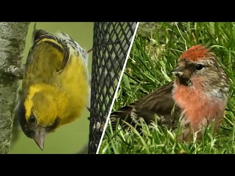 Lesser REDPOLL  &  SISKIN