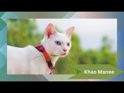 Khao Manee: The Rare and Mesmerizing Thai Jewel Cat 🐾✨ | Everything You Need to Know!