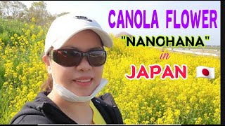 CANOLA FLOWER || NANOHANA in JAPAN 🇯🇵