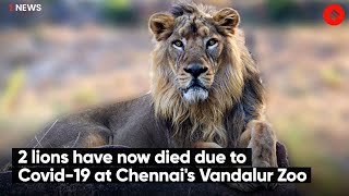 2 Lions Have Now Died Due to Covid19 at Chennai's Vandalur Zoo