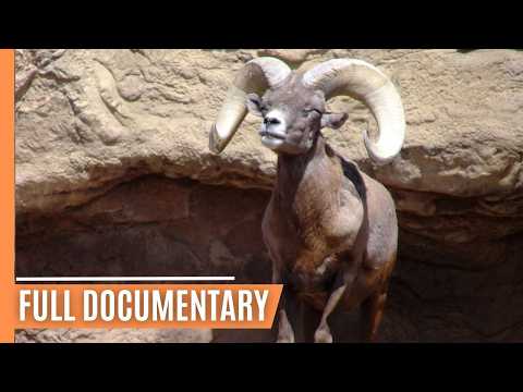 The Incredible Sonoran Wildlife - Breathtaking Killer Insects and Speedy Birds | Full Documentary