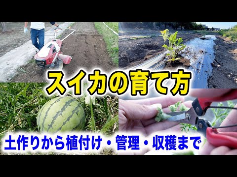 【スイカ】土作りから植付け・剪定・摘果・収穫までの流れ