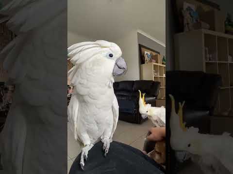 Get a cockatoo they said, it’ll be fun they said #adoptdontshop #parrot #cockatoos