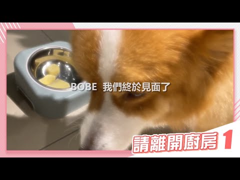 【請離開廚房#01】Bobe的『0失誤』寵物鮮食！