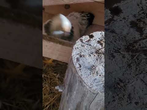 #shortvideo #chickens #fyp #animals @Monty-the_wolf_sprunki made this video on my phone.