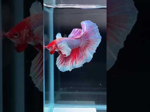 beautiful colours betta fish #bettafish #aquarium #trending #ytshorts