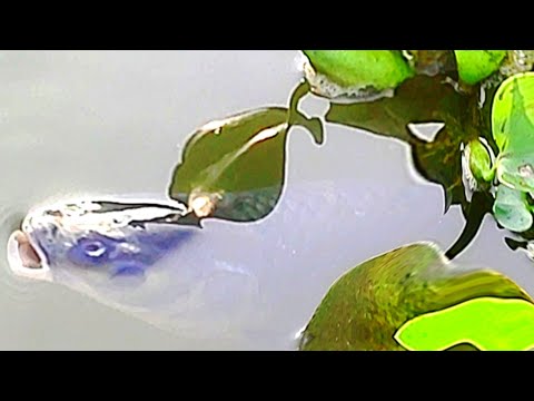 ঠান্ডা পানিতে মাছের মজা | Fish video pond | amazing fishing video #fishbig #carp #amazingfish