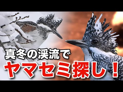 これは凄い！ヤマセミの秘密と美しき野鳥の生態に迫る！