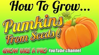 How To Grow Pumpkins From Seeds By GrowLikeAPro