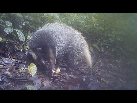 #FromTheField Sumatran hog badger