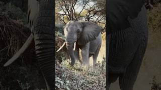 A huge #Elephant at the Tanzania National Park #Tanzania #Wildlife #Ngorongoro #NationalPark