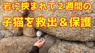 岩に挟まれて２週間の子猫を救出＆保護 野良猫 感動猫動画