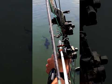 POV BOWFISHING GIANT FISH! 🐠 #fishing  #bowfishing