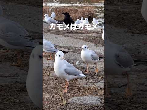 カモメはカモメ(研ナオコ)からカモメたちの楽園2024 #song #music #osaka #autumn #winter #ユリカモメ #カモメ  #研ナオコ ＃鶴見緑地 #花博記念公園鶴見緑地