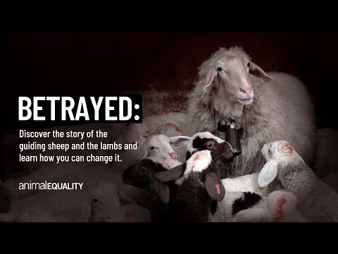 She Leads Them to Death – Another Meat Industry’s Dark Secret