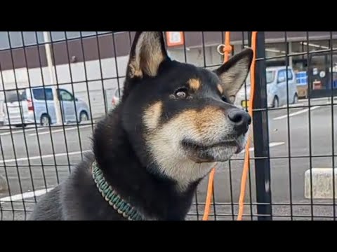 意外と箱入り息子な柴犬わく