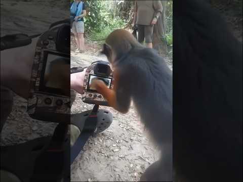 Cheeky Monkey Grabs Camera – Future Wildlife Photographer? #wildlife